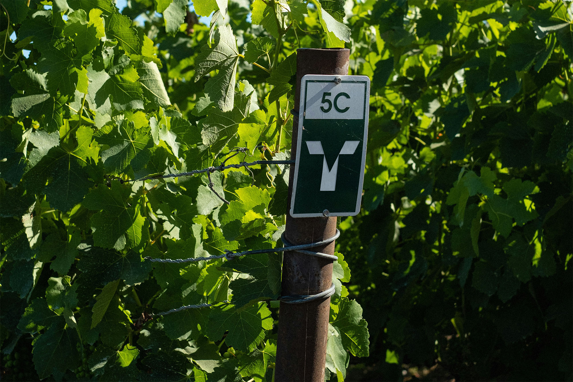 Aplicación en una señal de la viña del diseño del logotipo del colectivo de vinos Vins de la Terra, diseñado por Carlos Galán Rubio.